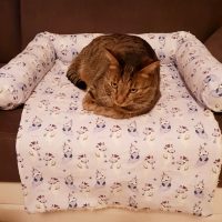 couchkissen